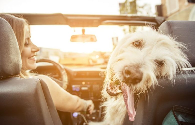 Keep It Cool for Pets – Don’t Leave Them in a Hot Car