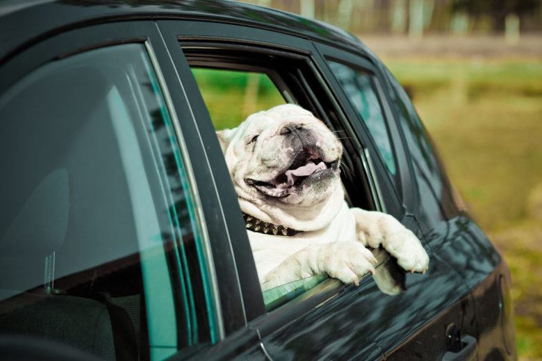 Happy dog in a car window – eTags 