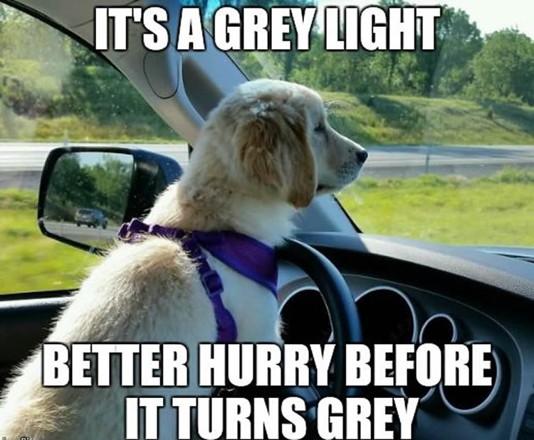 Wholesome, Funny Driving Memes