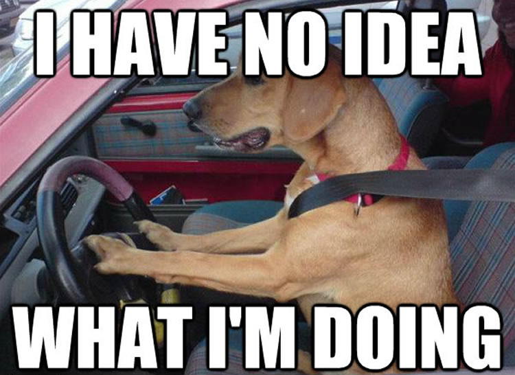 dog-driving-car-memes