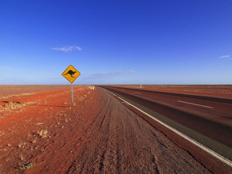 kangaroos self driving cars