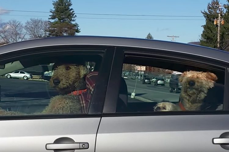 Dog Waiting Impatiently In Car For Owner