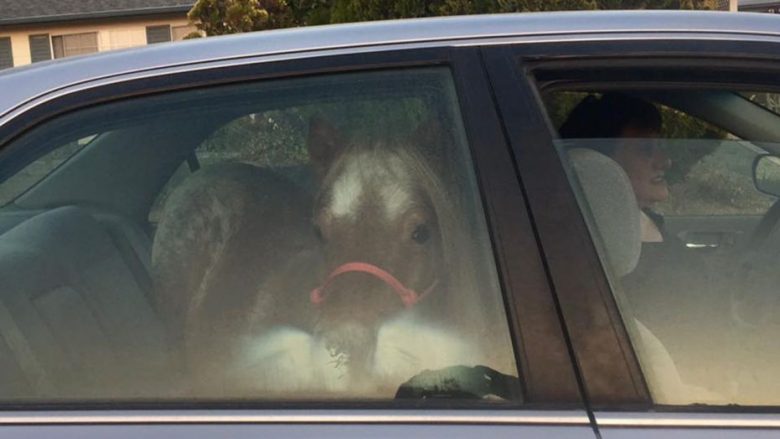 Horse in Car California Wildfires