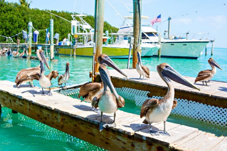 Explore the six islands of Islamorada