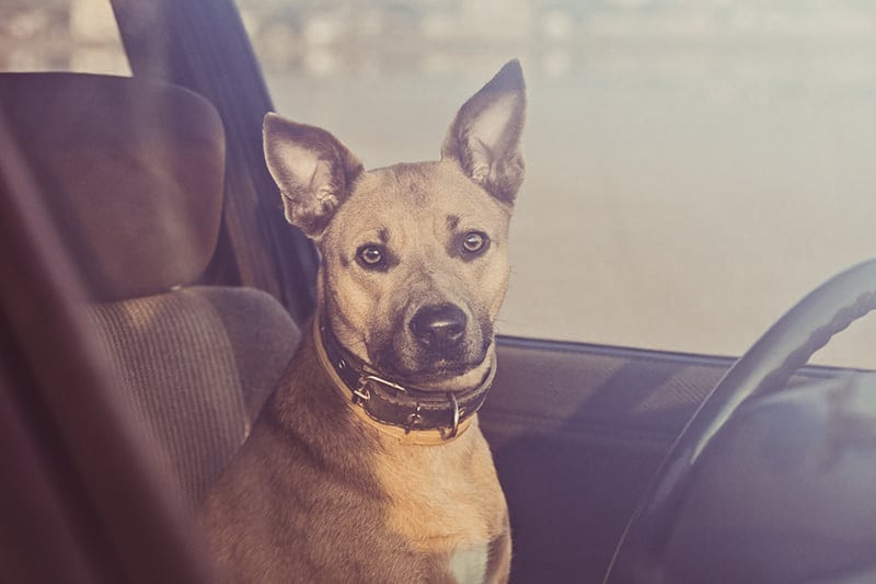 dogs in hot cars