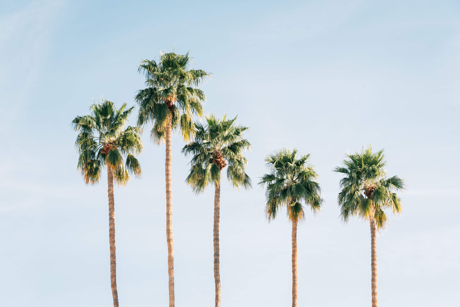 California palm trees