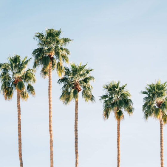 California palm trees