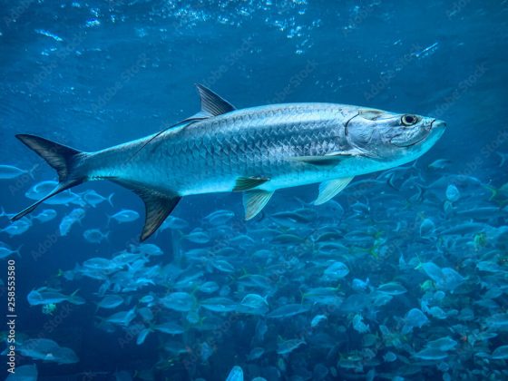 Tarpon Fish