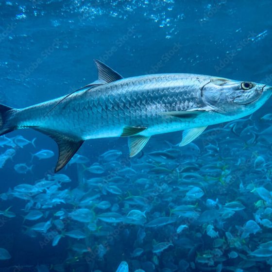 Tarpon Fish