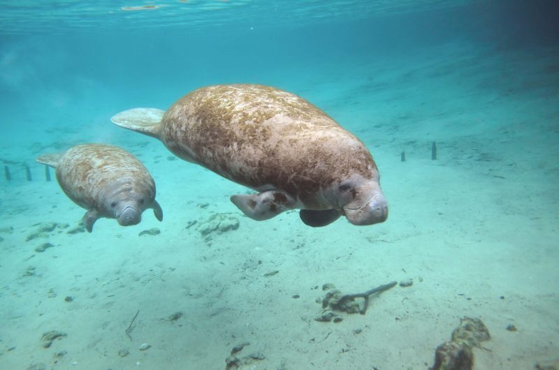 Manatee mama and calf