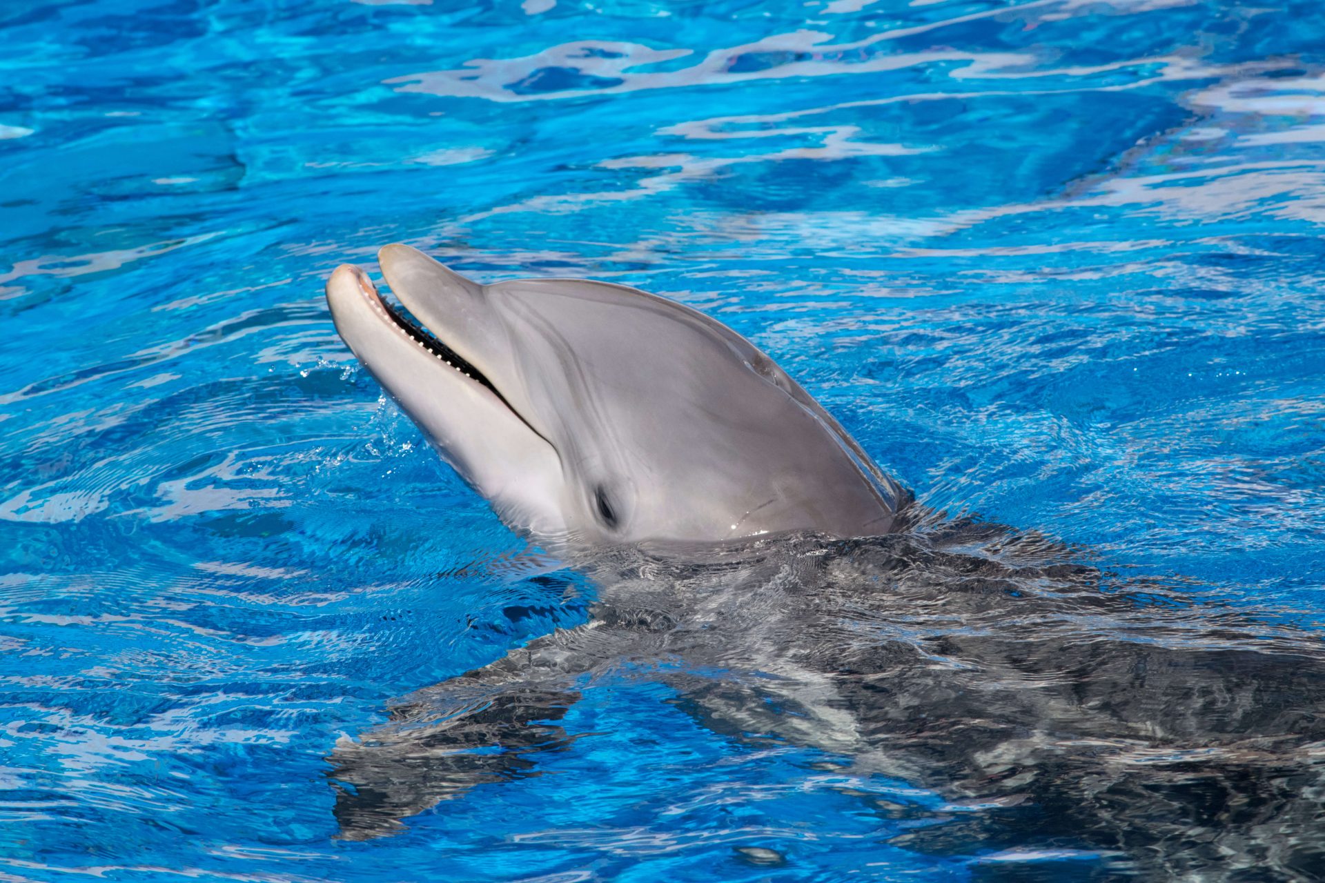 Wild dolphin