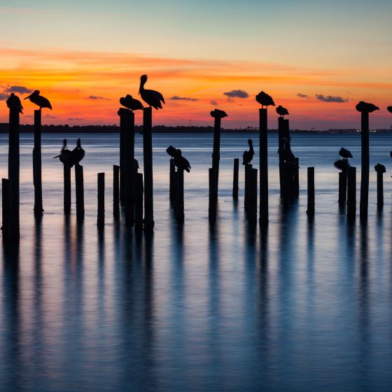 Florida sunset with birds