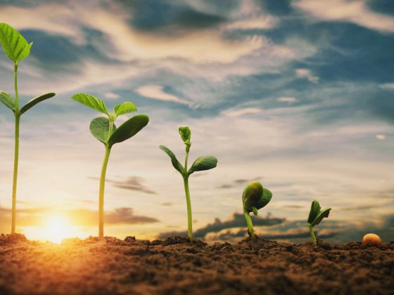 New seedlings growing under the sun