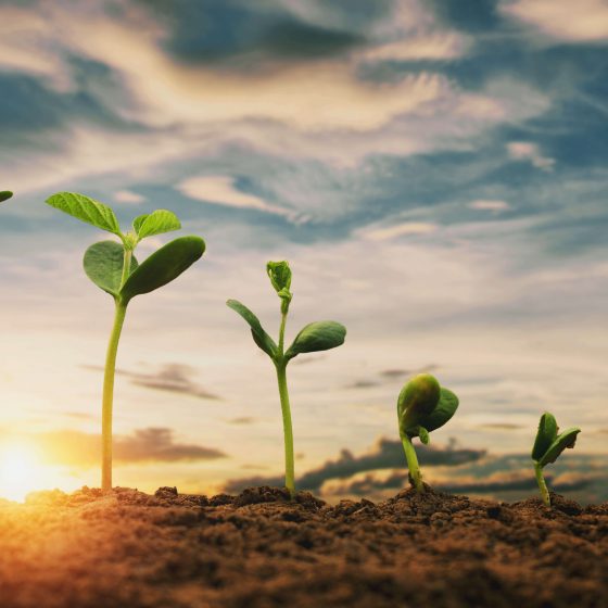 New seedlings growing under the sun