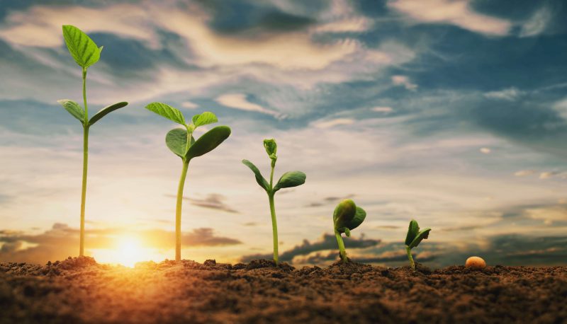 New seedlings growing under the sun