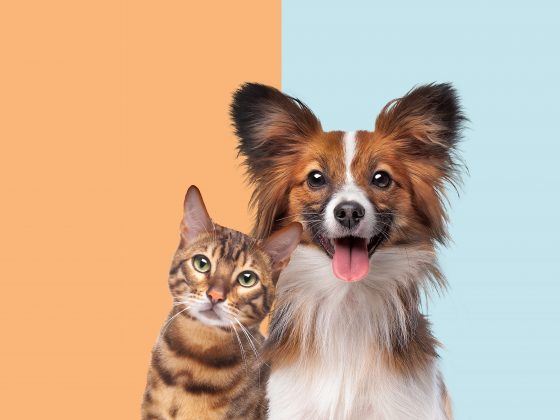 Cat and dog animal friends