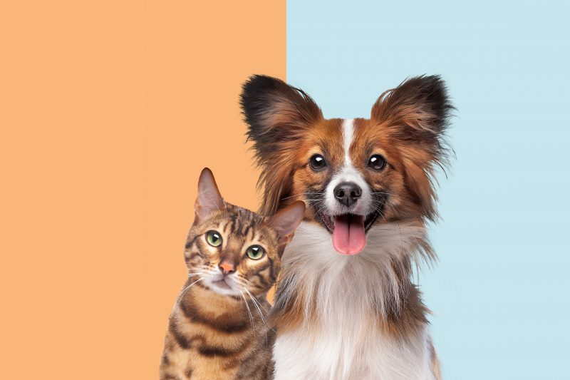 Cat and dog animal friends