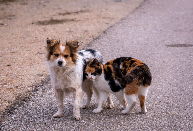 Dog and cat on the street