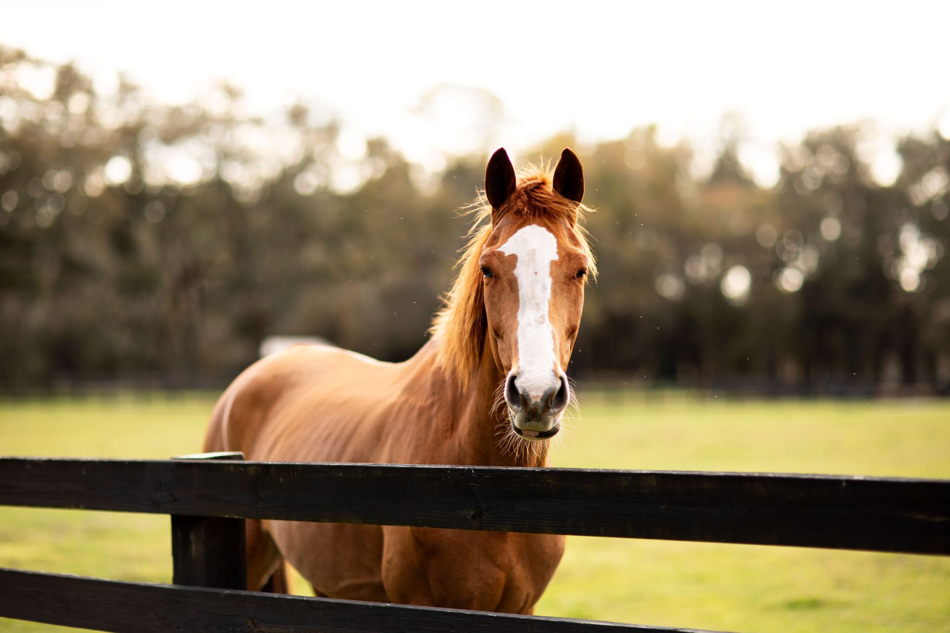Horse in a field