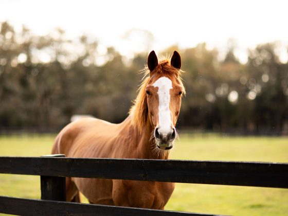 Horse in a field