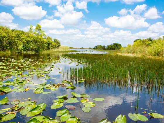 Everglades