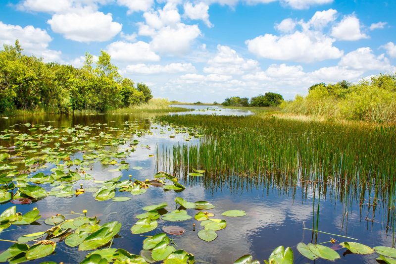 Everglades