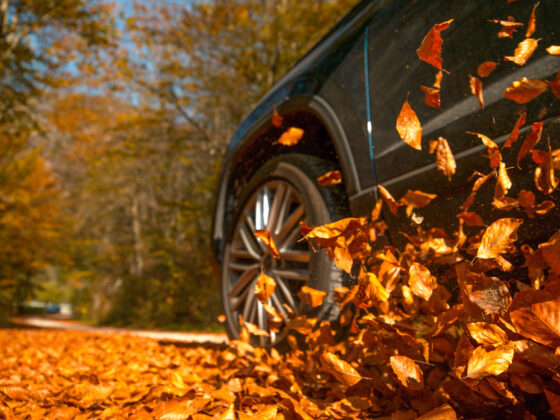 driving through leaves